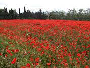 Coquelicots