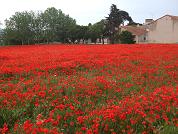 Coquelicots
