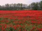 Coquelicots