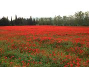 Coquelicots